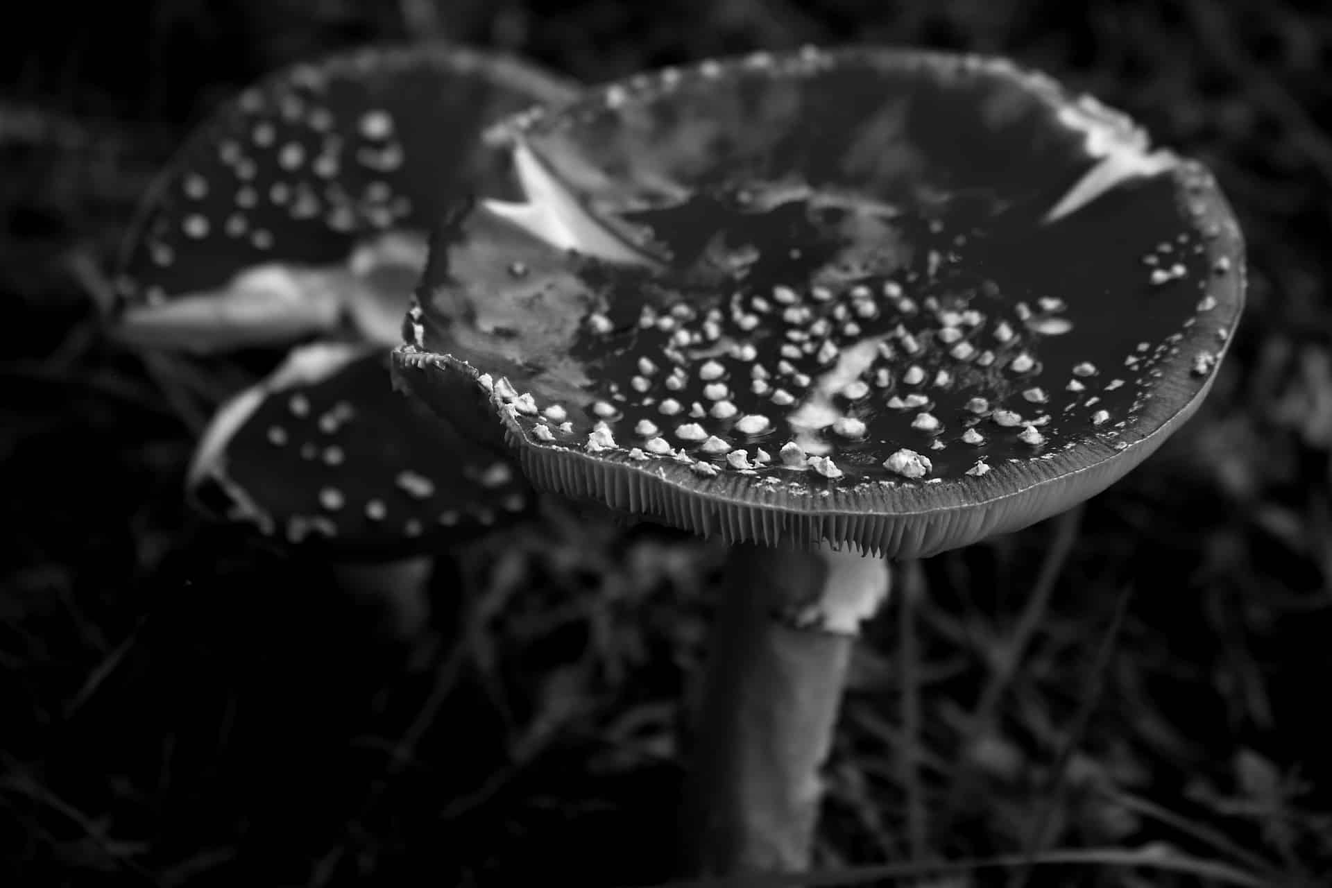 black mushroom
