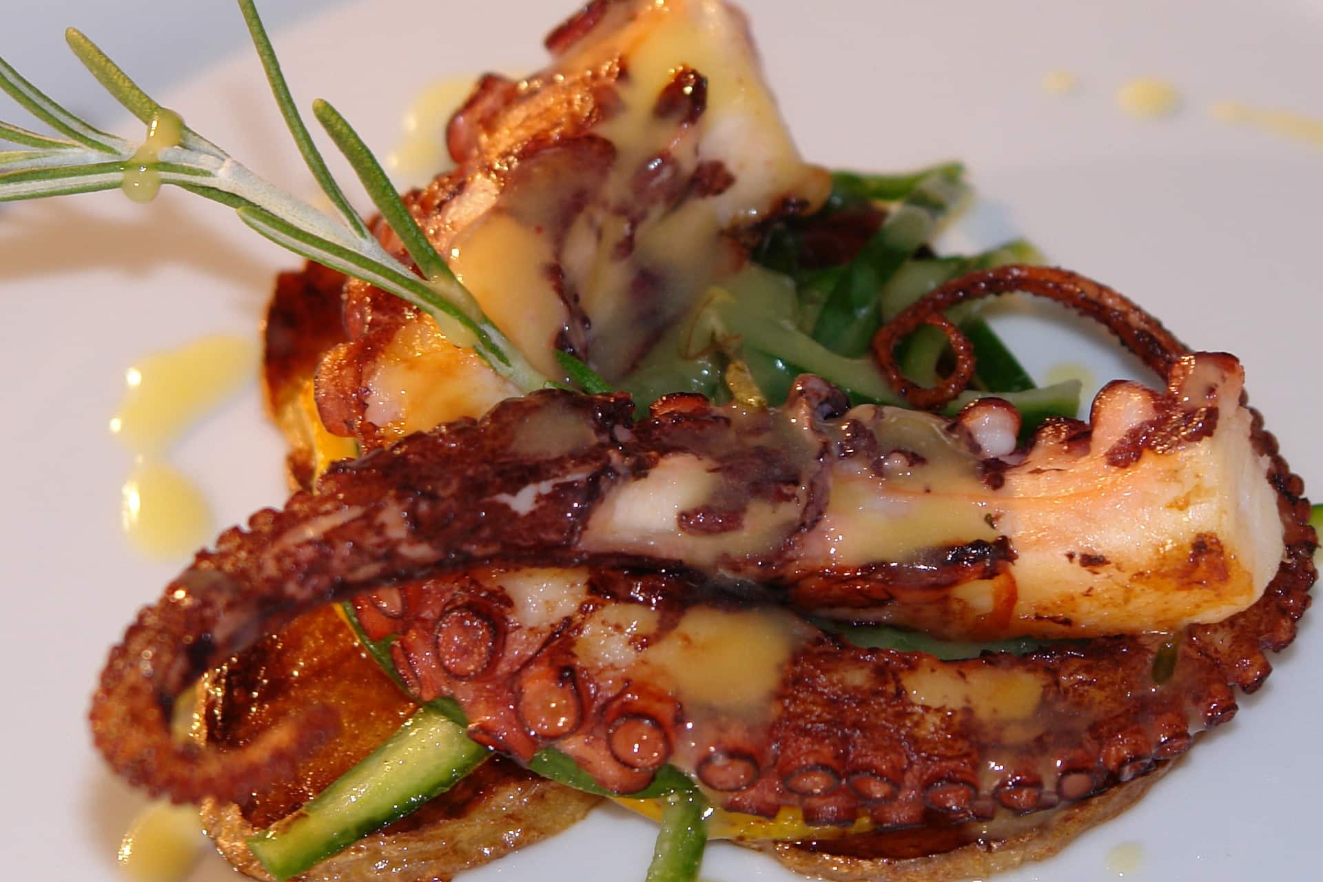 alive octopus in plate