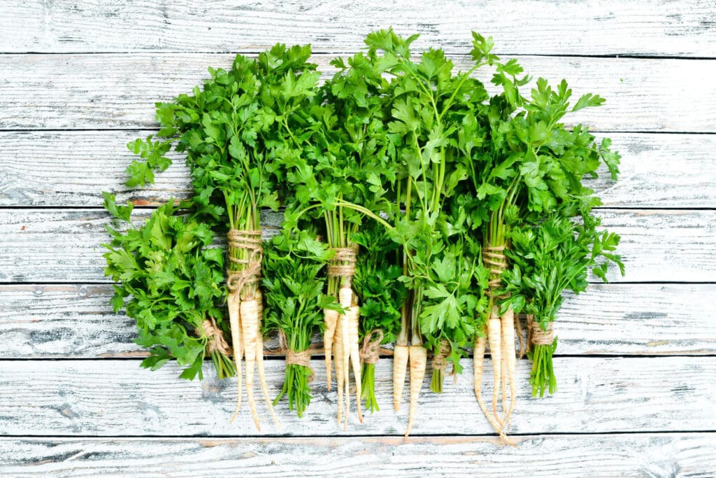 coriander root