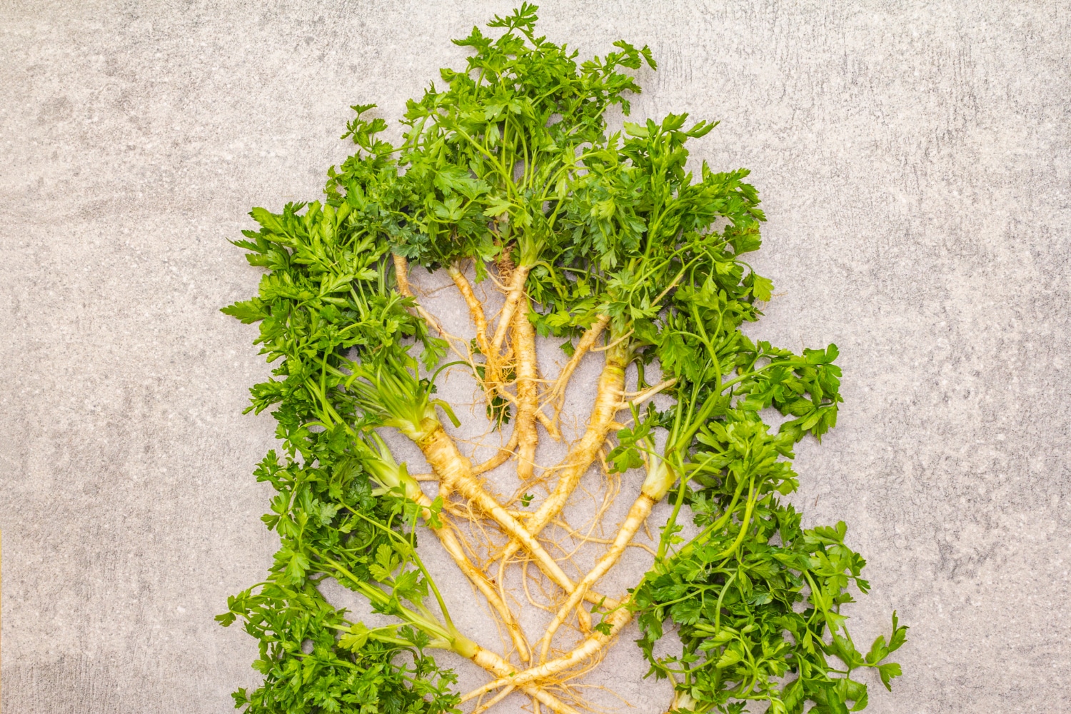 preserve coriander roots